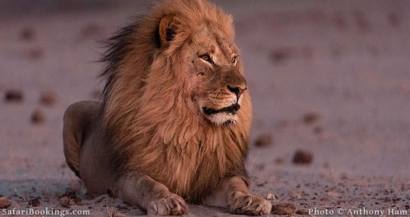 Lion Netsayi in Hwange National Park, Zimbabwe