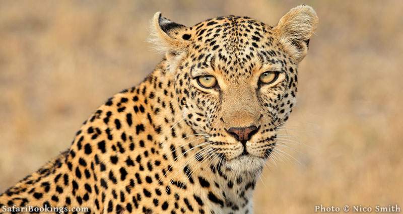 Leopard portrait at Sabi Sand Game Reserve, South Africa