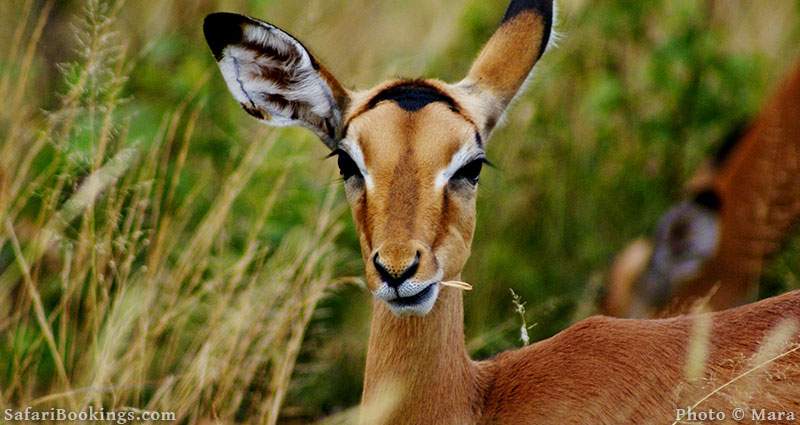 Female Impala at Mayeleti Game Reserve, South Africa