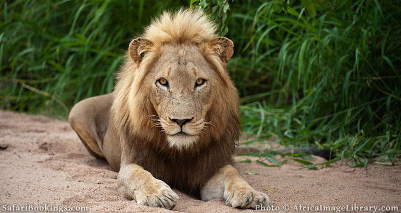 Lion at Timbavati Nature Reserve, South Africa