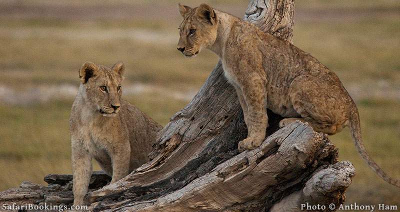 Lion cubs in Amboseli national Park, Kenya