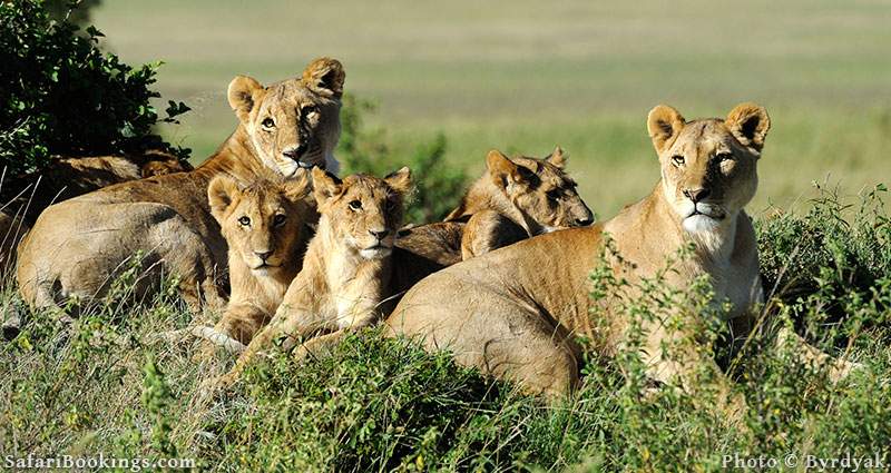 Lion pride with cubs resting at Masai Mara Game Reserve, Kenya