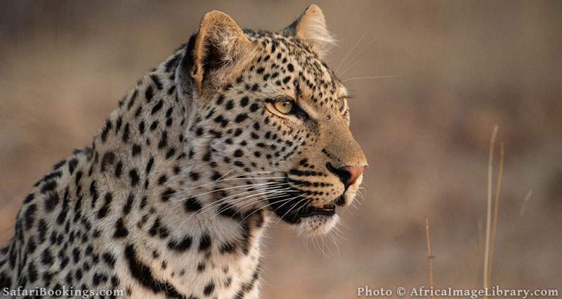 Leopard portrait at Klaserie Nature Reserve, South Africa