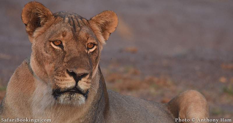 Lioness at Hwange National Park in Zimbabwe