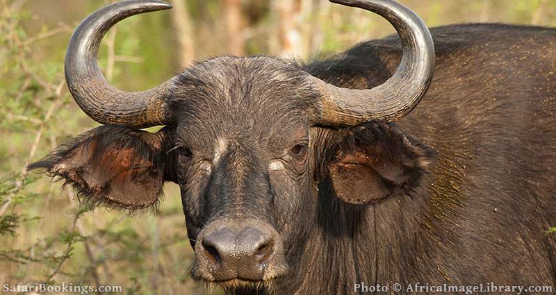 Buffalo at Akagera National Park, Rwanda