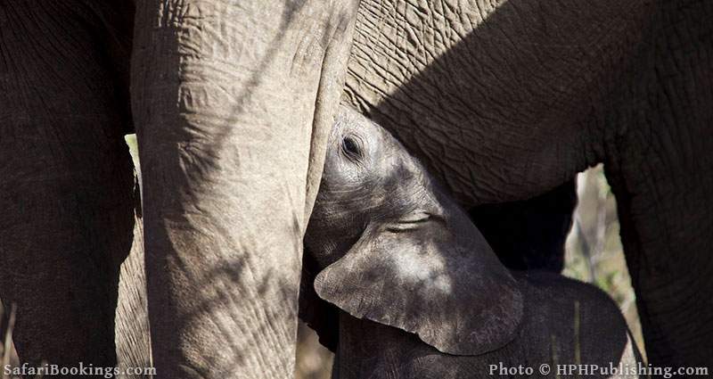 Baby Elephant drinking at Balule Nature Reserve, South Africa