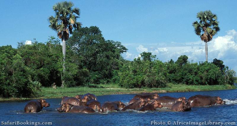 Hippos in the Victoria Nile below Murchison Falls, Uganda