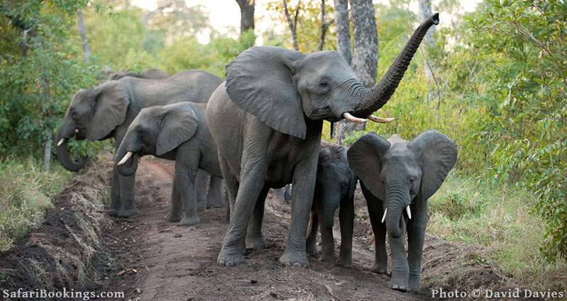 Elephant herd at Majete Wildlife Reserve, Malawi