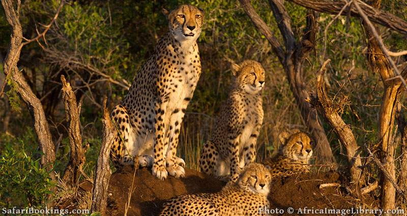 Cheetah with cubs at Phinda Game Reserve, South Africa