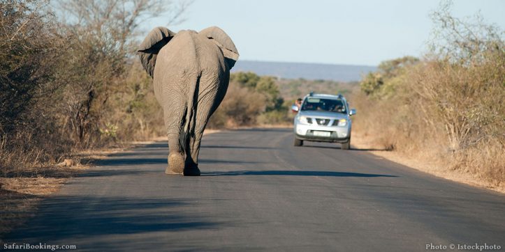 Kruger Park Activities - Things You Can Do at Kruger National Park