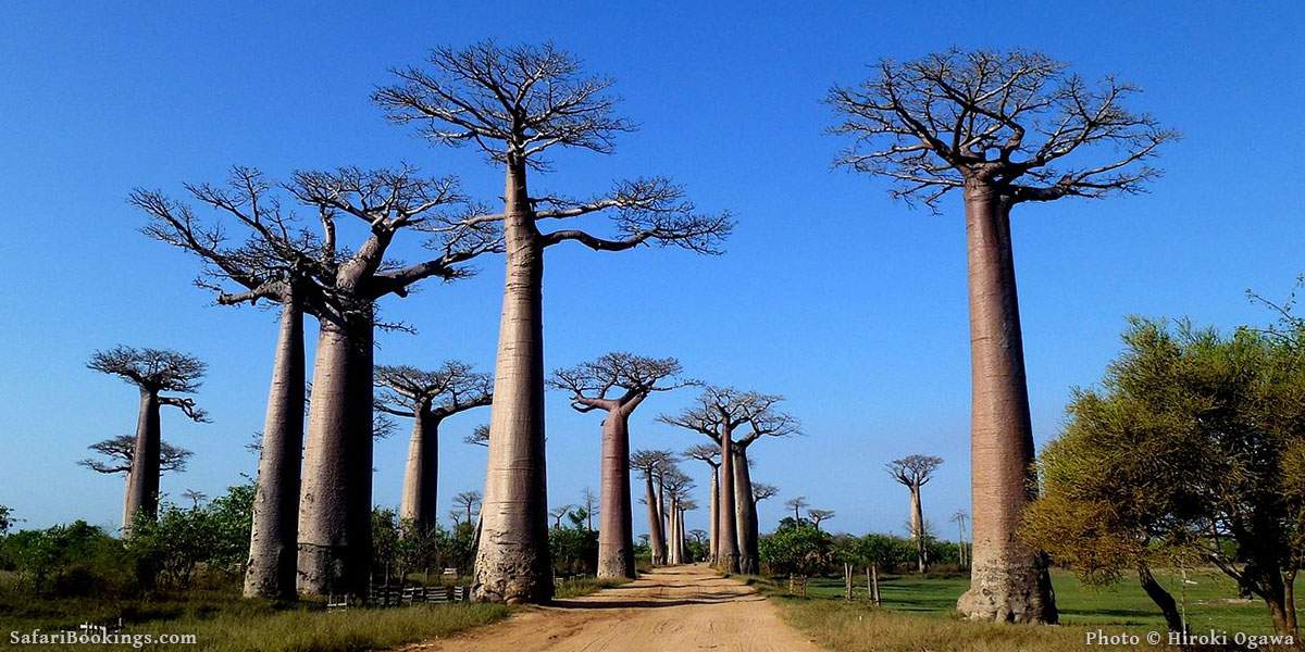 15 Best Things To Do In Madagascar & Places To See