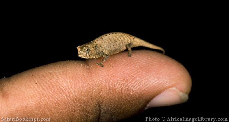 Mount d'Ambre leaf chameleon at Amber National Park, Madagascar