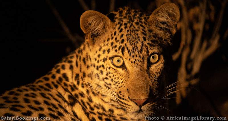 Leopard portrait at night