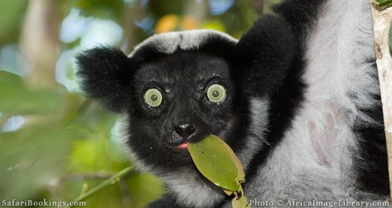 Indri eating a leaf at Andasibe-Mantadibe National Park, Madagascar