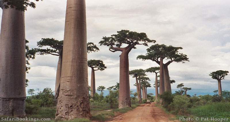 Baobab Avenue, Madagascar