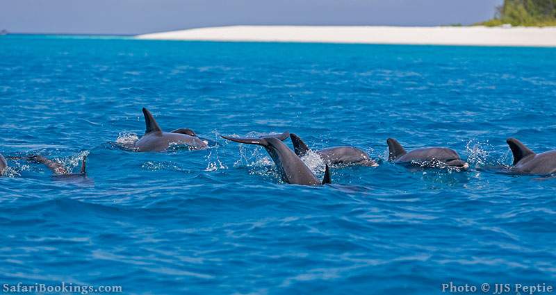 Dolphins swimming near the shore at Mnemba Island, Tanzania