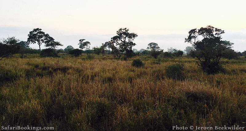 Walking in Kruger National Park, South Africa