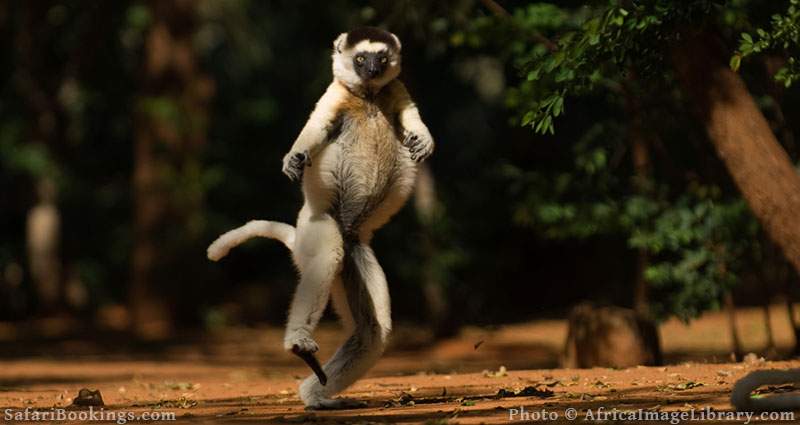 Verreaux's sifaka moving bipedally on the ground or dancing at Berenty Private Reserve, Madagascar