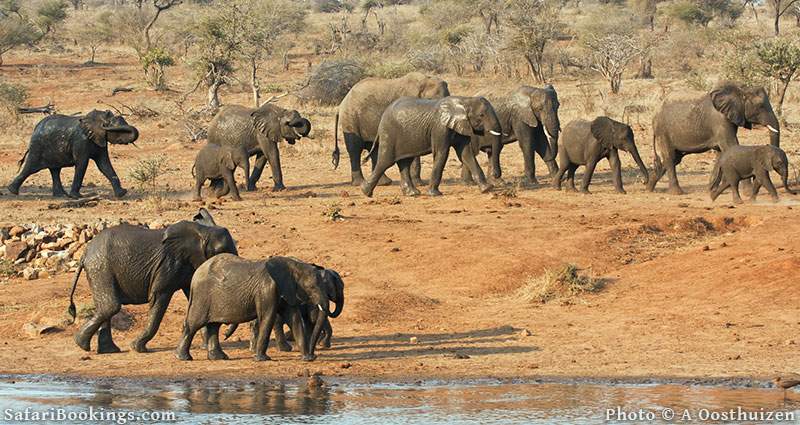 Elephant herd at a waterhole at Kruger National Park, South Africa