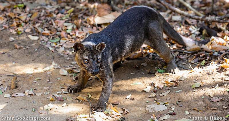 Fossa at Kirindy Forest, Madagascar