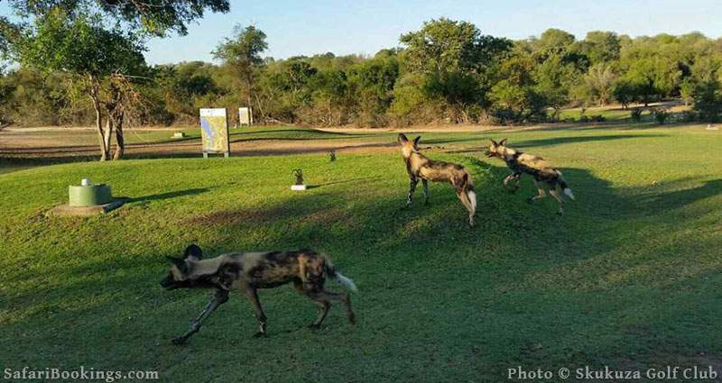 Wild dogs at Skukuza Golf Club