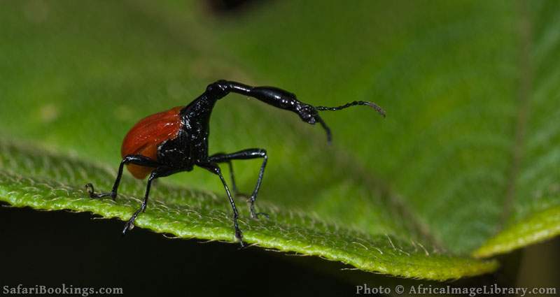 Giraffe-necked weevil at Ranomafana National Park, Madagascar