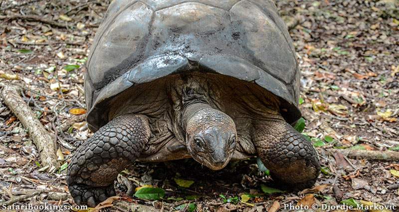 Giant tortoise at Changuu Island, Tanzania