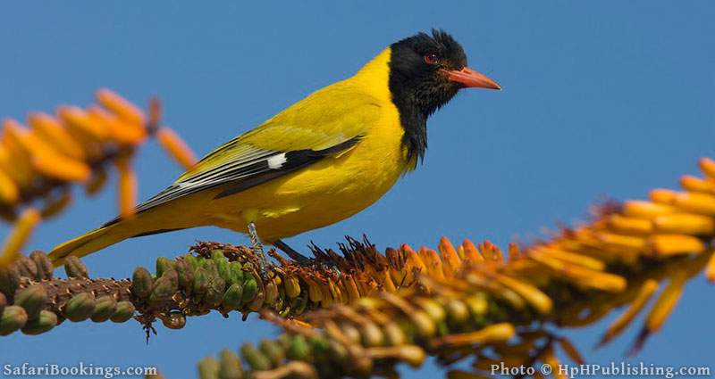 Black-headed oriole spotted at Kruger National Park, South Africa