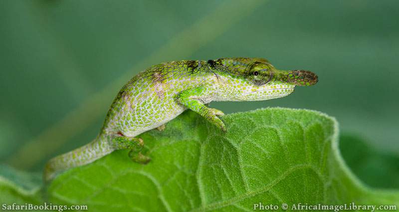 Blue-nosed chameleon at Amber National Park, Madagascar