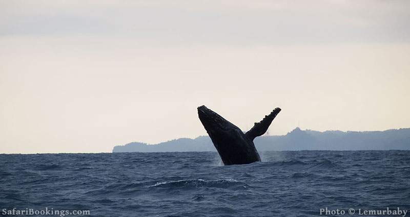 Humpback Whale at Saint Marie, Madagascar