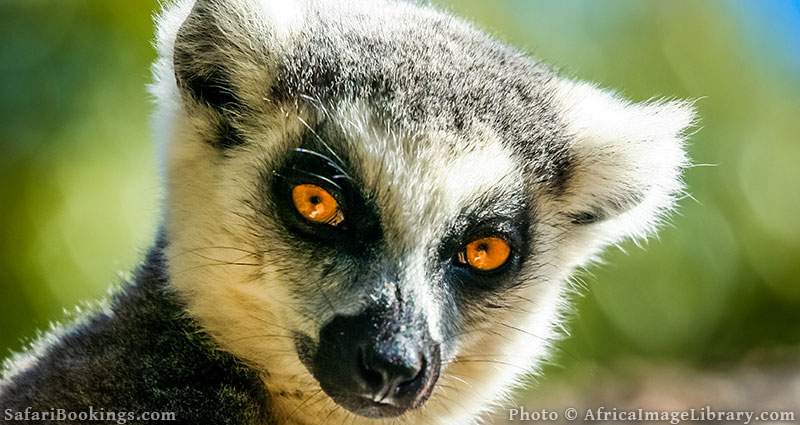 Ring-tailed lemur close-up at Anja Community Reserve, Madagascar