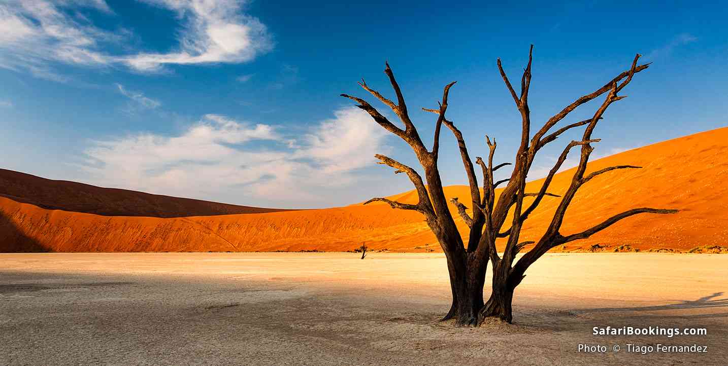 Dead tree on saltpan in Deadvlei, Sossusvlei, Namib Naukluft National Park in Namibia
