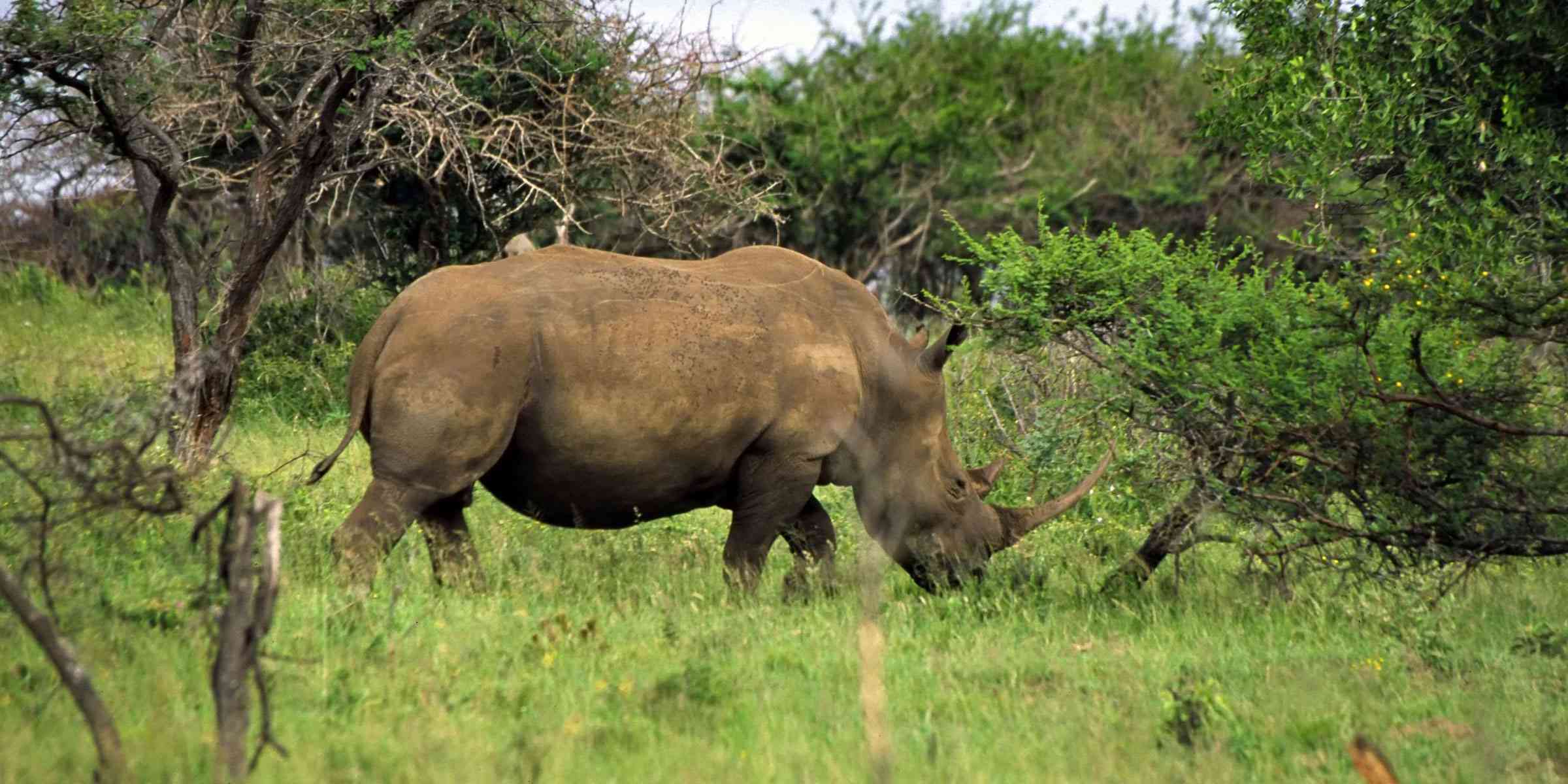 Top 10 Best Things to Do in St Lucia (Kzn, South Africa)