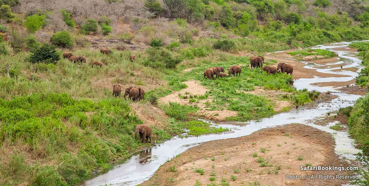 Elephants at a river at iSimangaliso Wetland Park, South Africa
