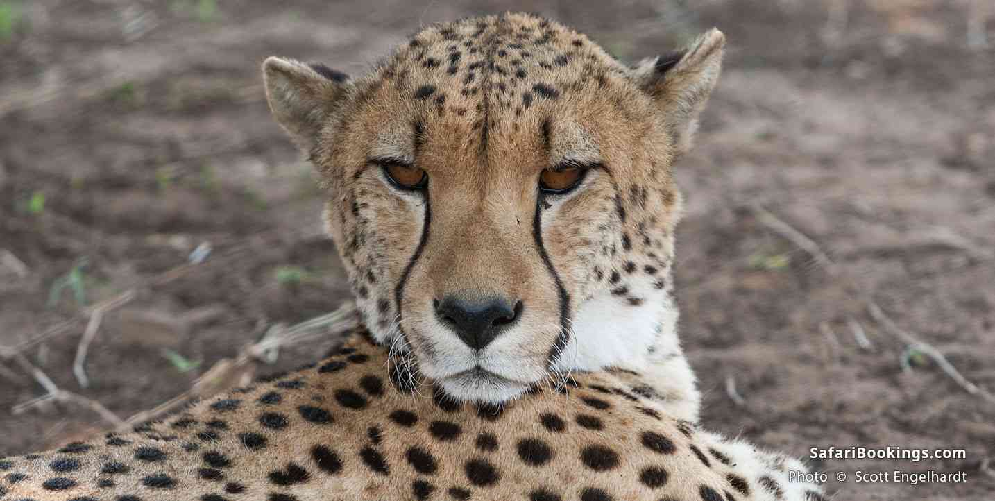 Close up of Cheetah at Emdoneni Cheetah Project