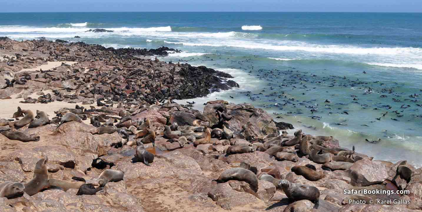 Colony of Cape fur seals at Cape Cross