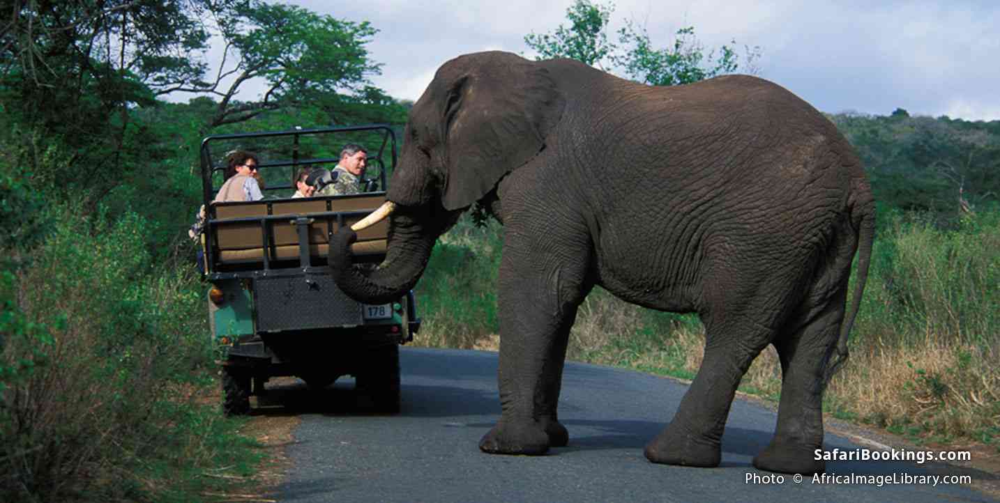 Safari-goers watching an elephant crossing the road at Hluhluwe Imfolozi GR