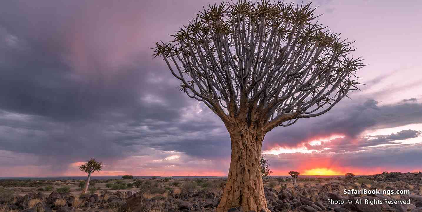Quiver trees at Quiver tree forest, Namibia