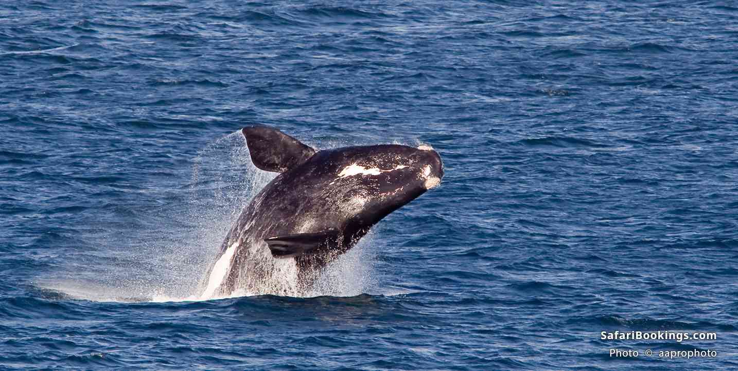 Southern right whale breaching, South Africa