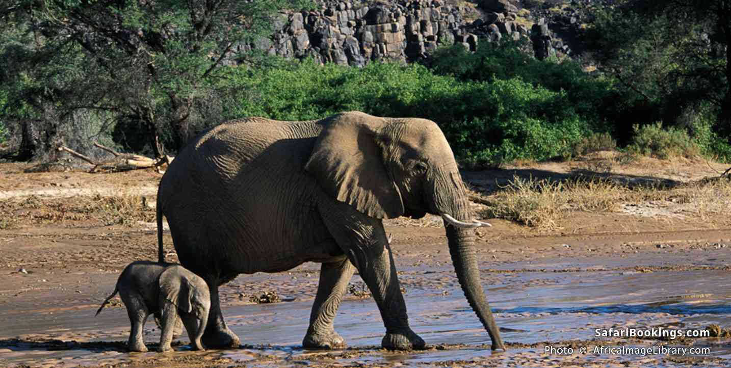 Desert elephants with young crossing Huab river, South Africa
