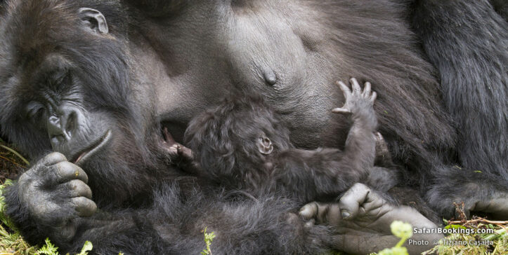 Mountain gorilla mother with baby