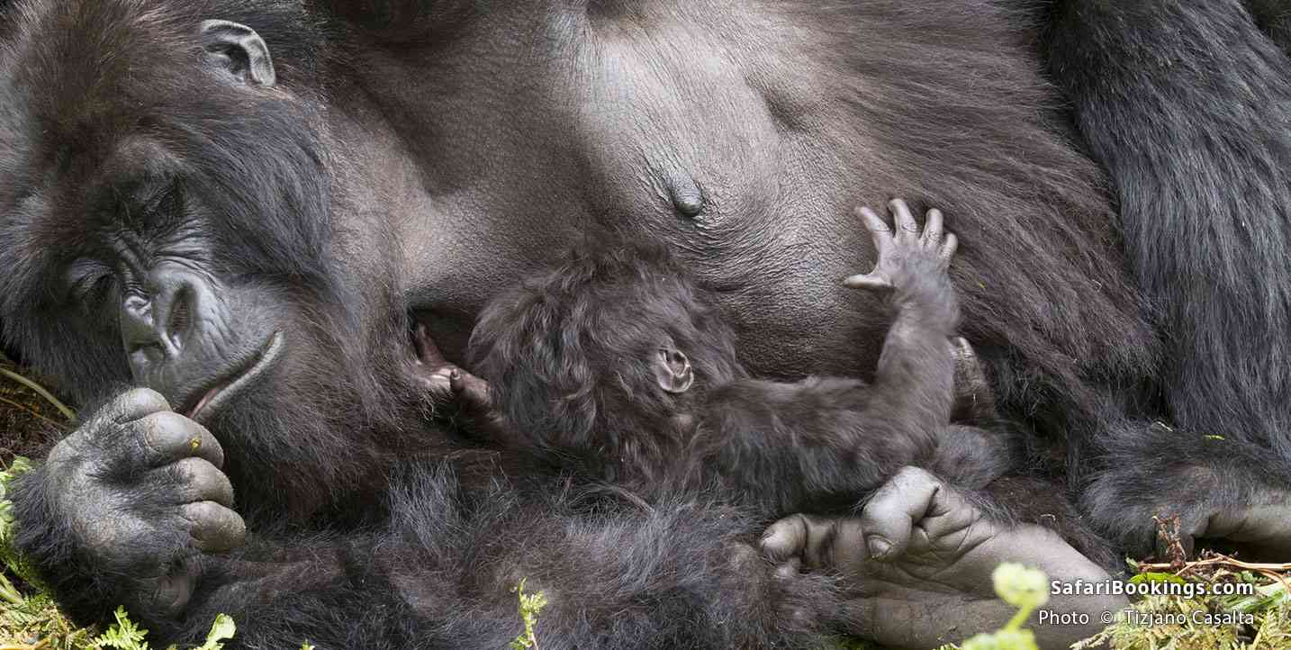 Mountain Gorilla mother with baby at Bwindi Impenetrable National Park in Uganda