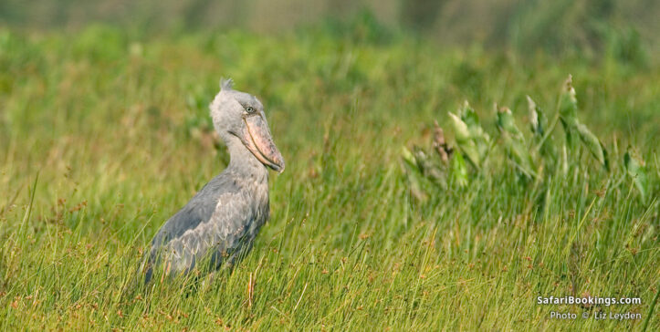 Shoebill