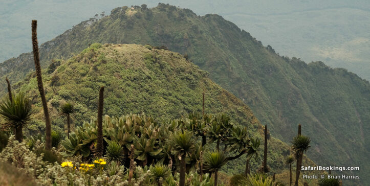 Three peaks of Mt Sabyinyo