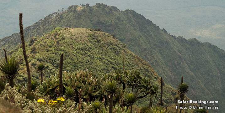 Three Peaks Mount Sabyinyo