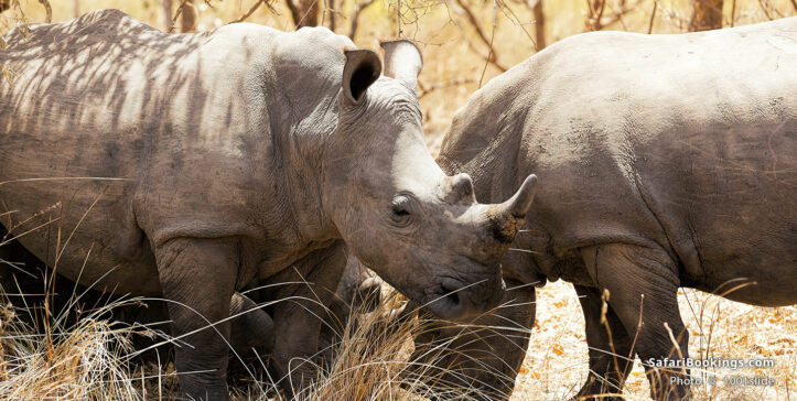 White rhinos