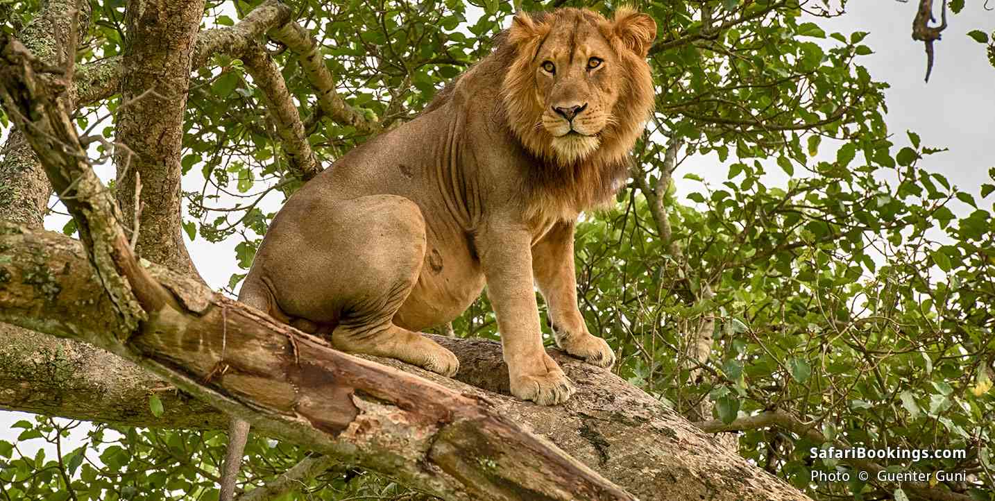 Male lion sitting in a tree
