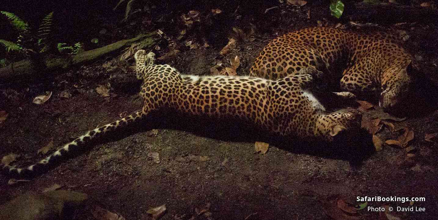 Leopard sighting during a night safari