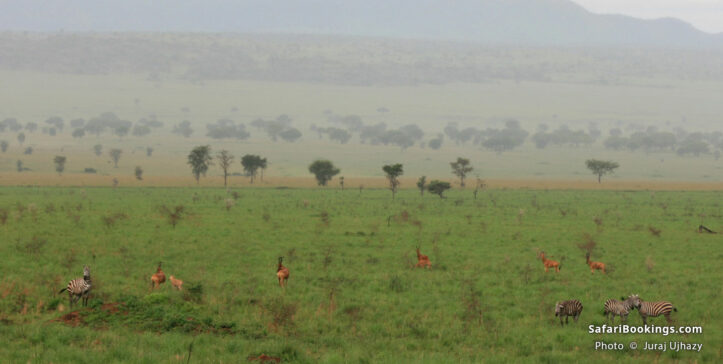 Zebras and hartebeest on the plains