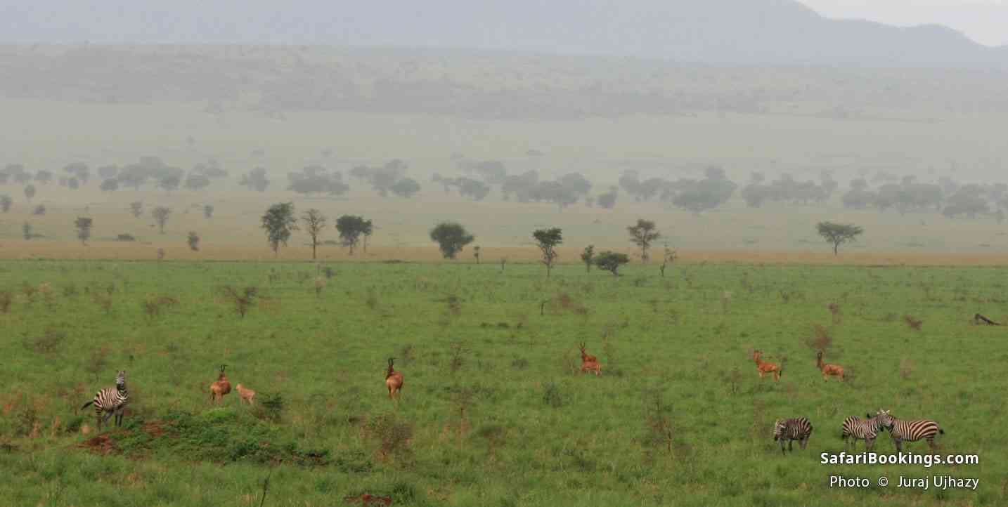 Zebras and hartebeests on the plain